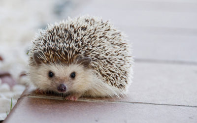 Was ist IGel?